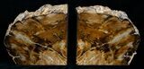 Small Sequoia Petrified Wood Bookends - Oregon #4489-1